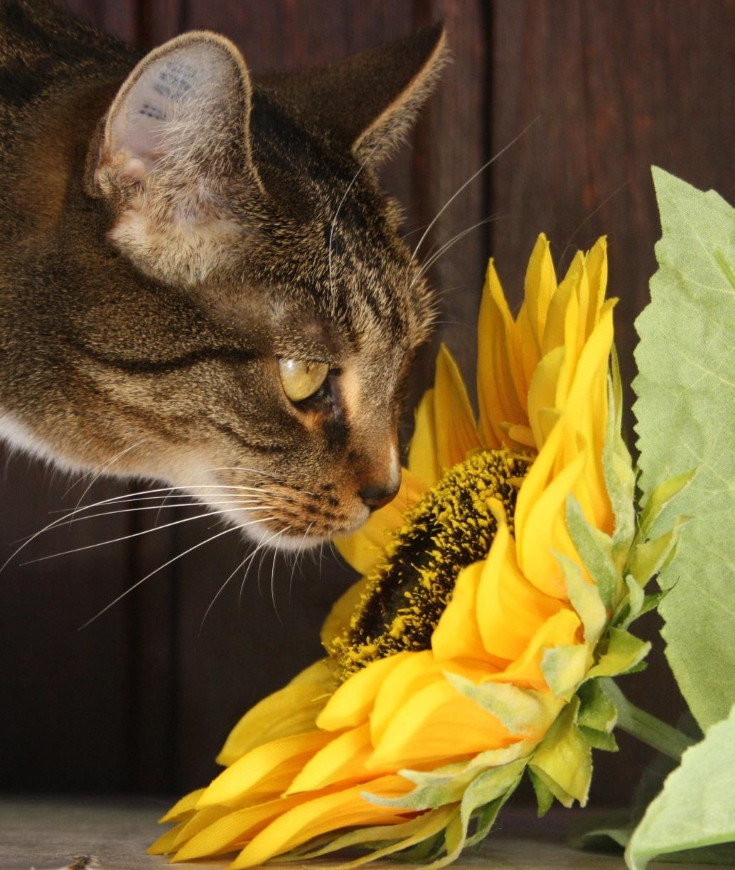 Les chats l'adorent. Les vers de terre aussi !