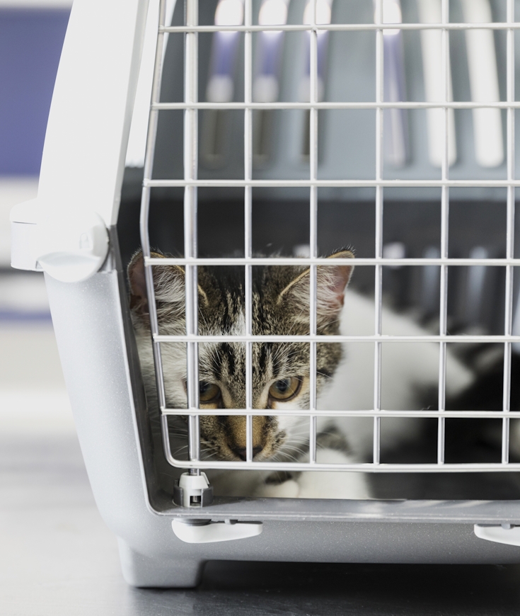 Comment transporter avec son chat lors de trajets ?