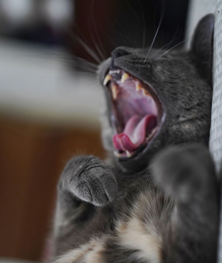 Guide de survie à l'usage de ceux qui ont un chat !