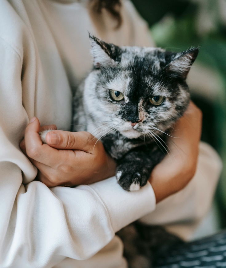 L'euthanasie à domicile pour nos chats, une solution pour faire ses adieux.  