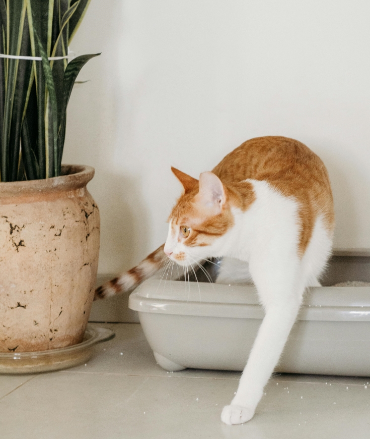 La litière de mon chat ?