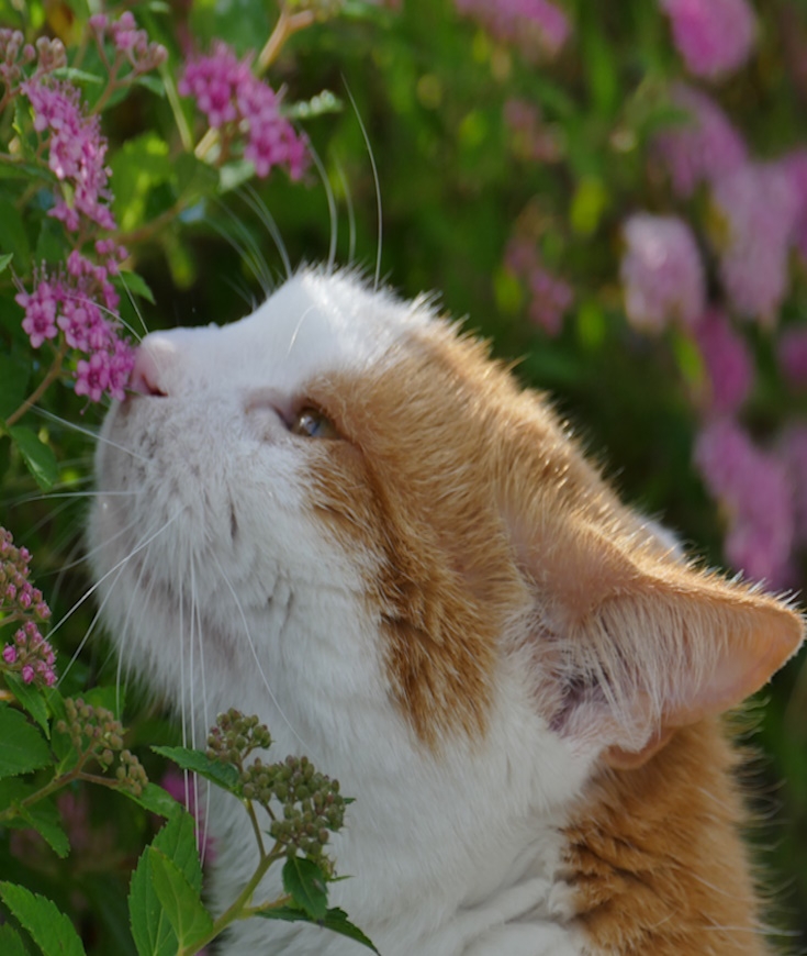 La Phytothérapie et les Chats : Une Alliance Sacrée