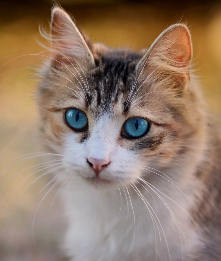 La santé du chat