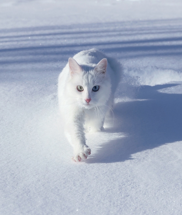 Le froid l'hiver et les chats d'extérieur 