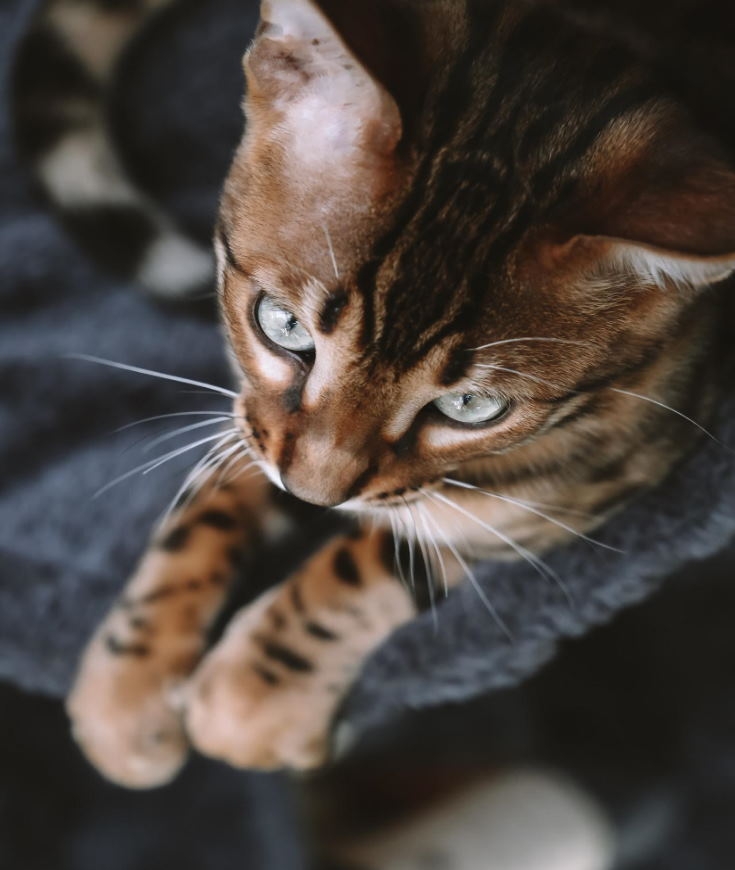 Le périscolaire adopte la médiation animale à Lorient ! 