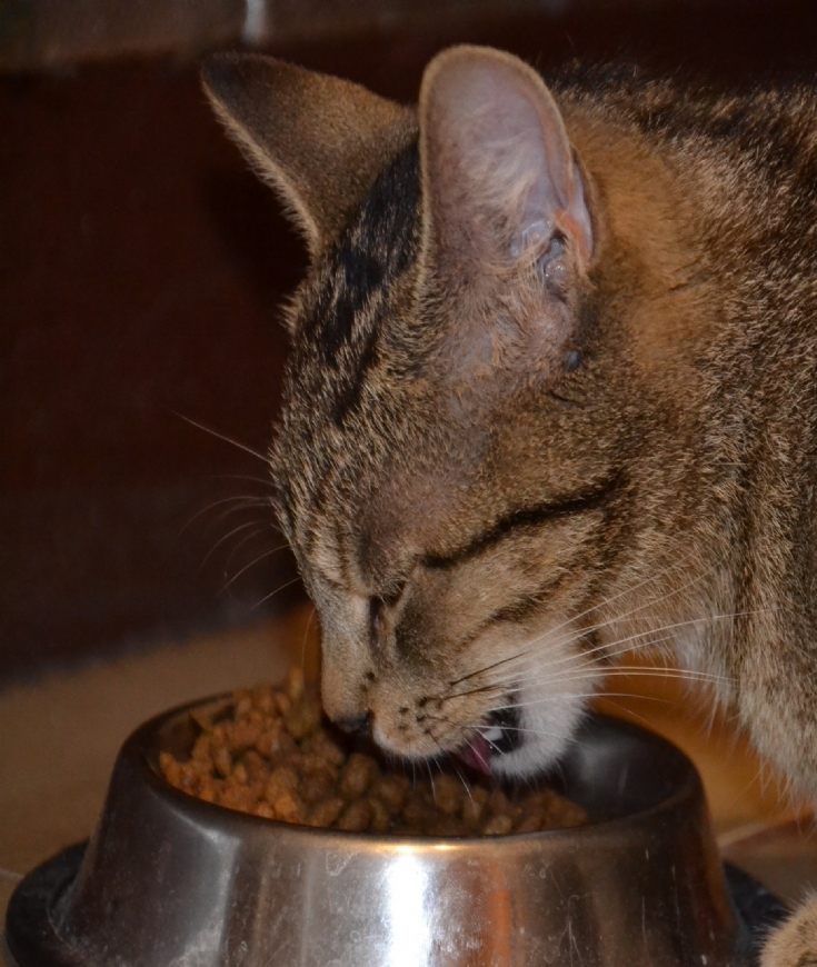 Les aliments toxiques pour vos chats !