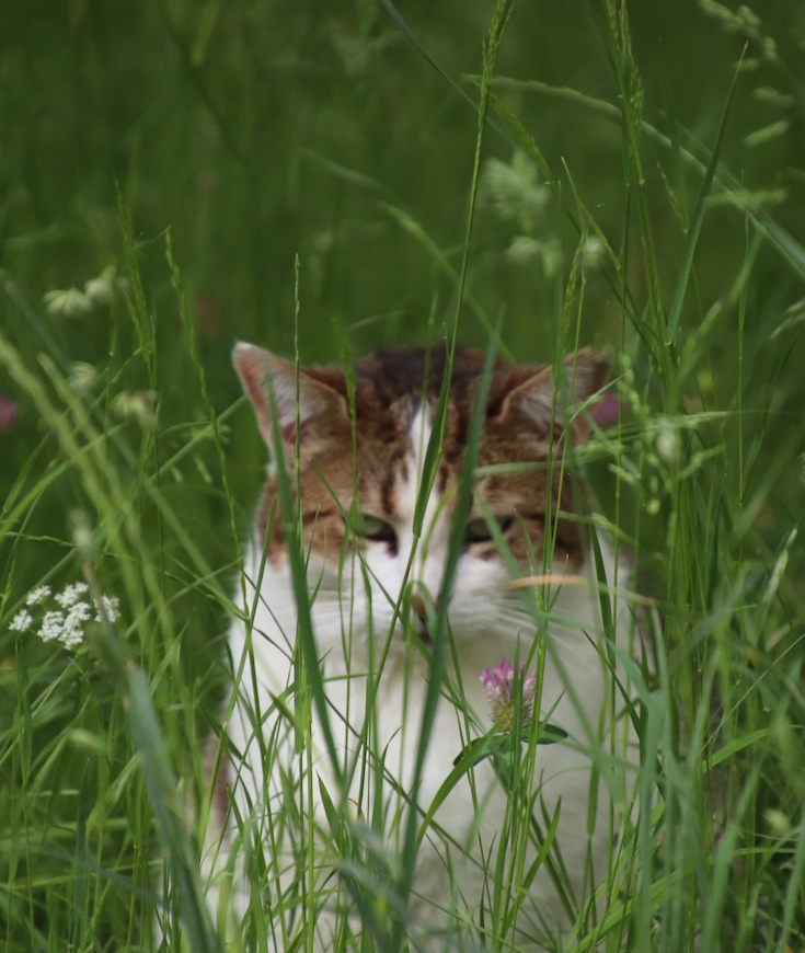 Les Chats de Campagne, plus heureux que les chats d'appartement ?