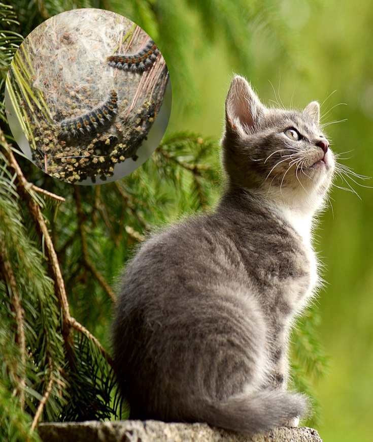 Les Chats et les Chenilles Processionnaires : Une Rencontre Dangereuse 