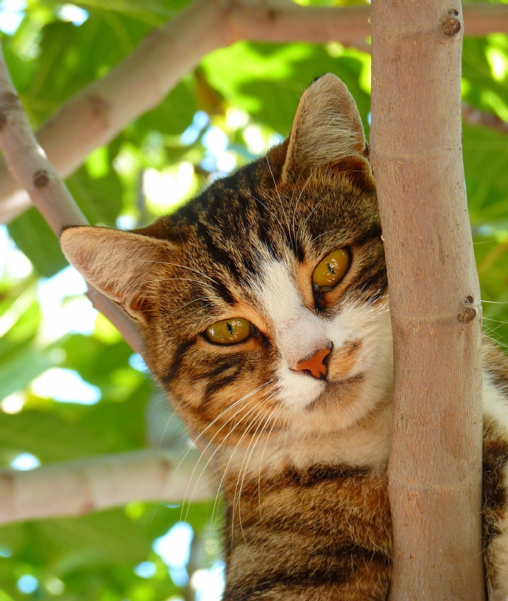 Les oreilles de mon chat sont-elles propres ? 