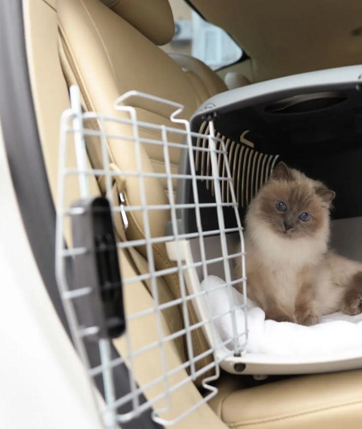 Prendre la route avec mon chat !