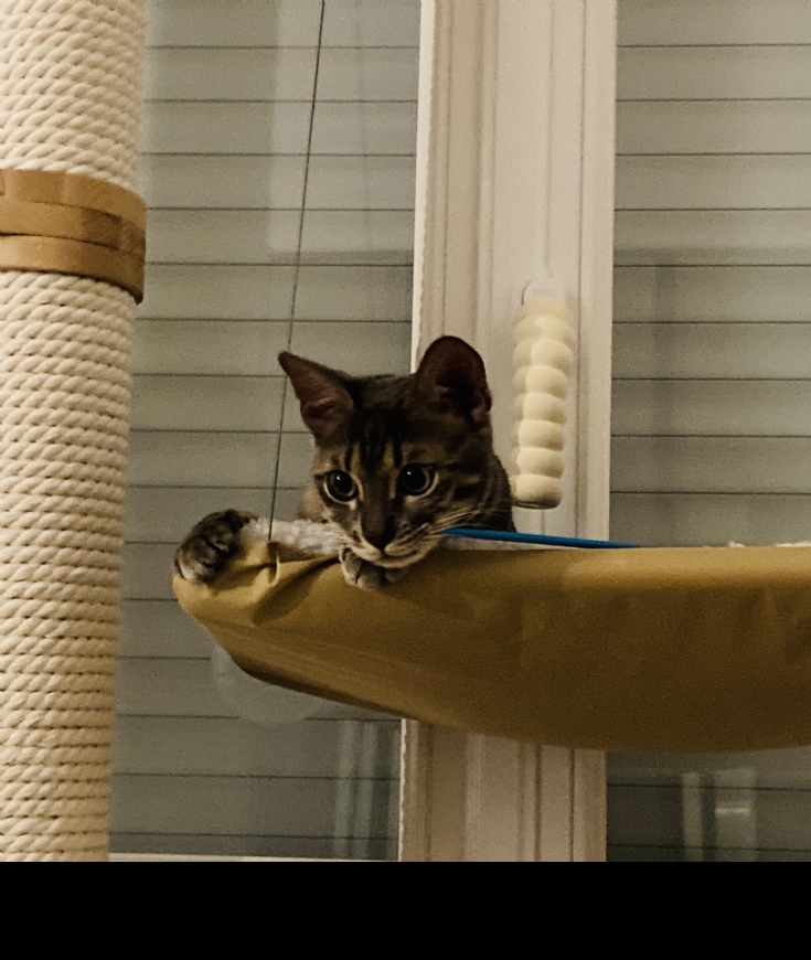 Un bon cat Sitter ? c'est quoi ? 