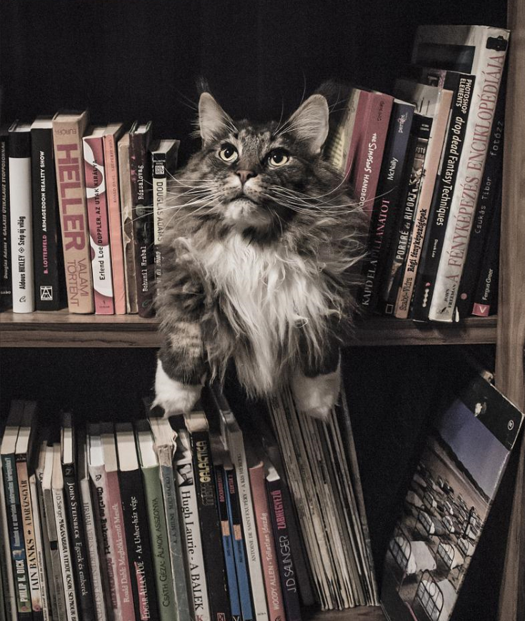 Une grande histoire... Si les chats étaient littéraires ?