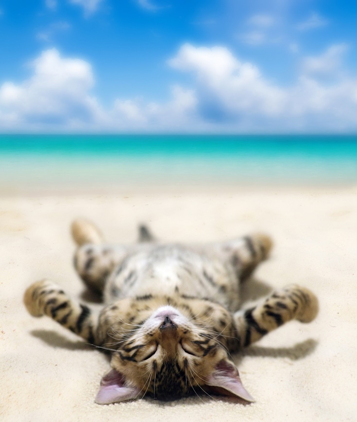 Vous emménagez au bord de la mer ? Votre chat va surement chercher à sortir et cela vous angoisse ?