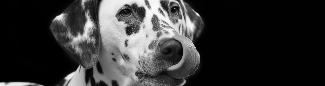 DYADIQUE - UN CHIEN