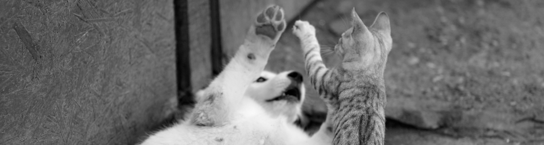 DYADIQUE - CHAT ET CHIEN