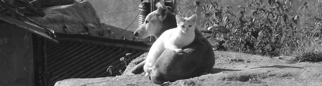 DYADIQUE - CHAT ET CHIEN